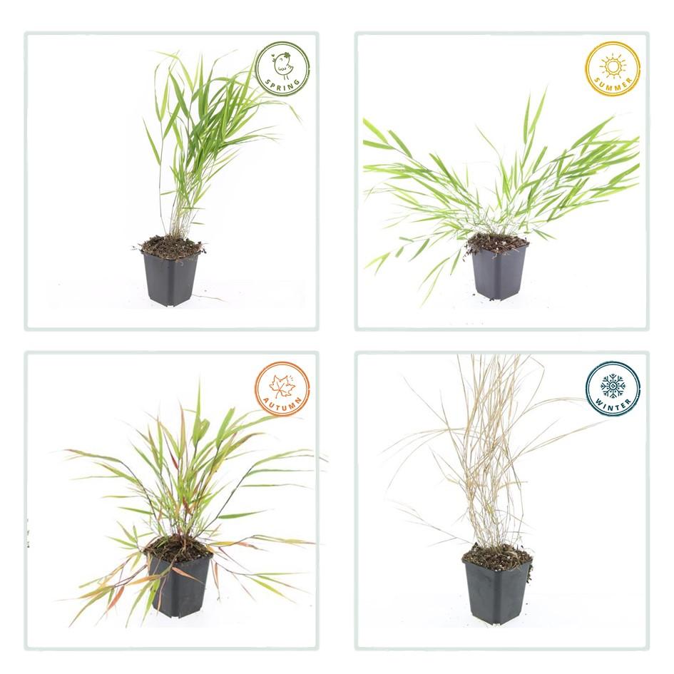 Japan-Zwergschilf – Hakonechloa macra – 40 Pflanzen – Ø9cm – ↕10–25cm – Winterhart & pflegeleicht – Ziergras für Schatten & Halbschatten