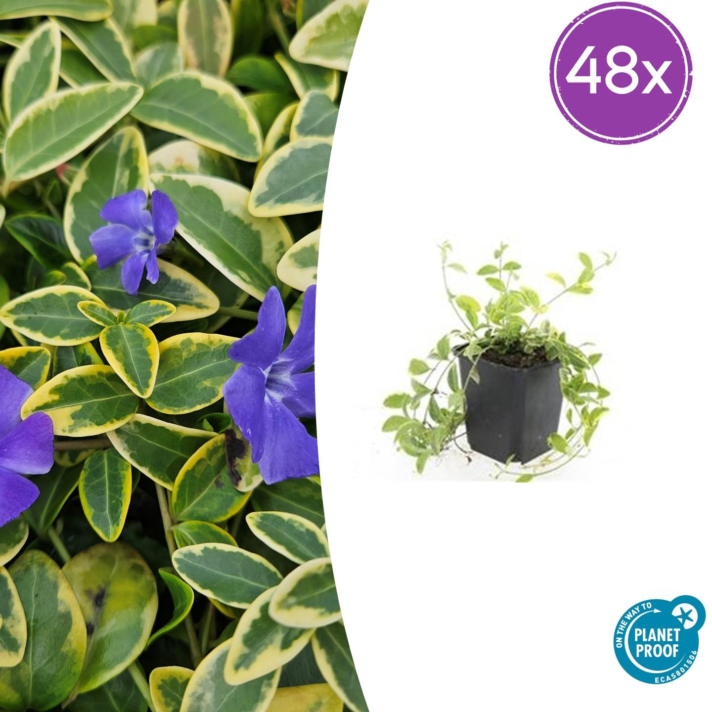 Vinca minor 'Aureovariegata' – 10–25 cm – Ø9 cm – Wintergrüner Bodendecker mit goldgerandeten Blättern und violetten Blüten
