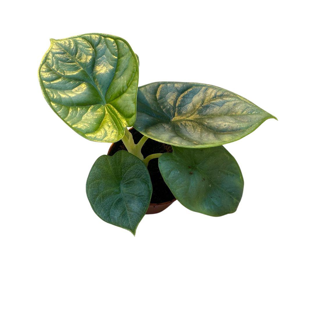Elefantenohr Alocasia Silver Dragon – Zimmerpflanze – Ø6 cm – ca. 10 cm hoch – Silber-graue Blätter mit grüner Aderung – Exotische Rarität & pflegeleicht