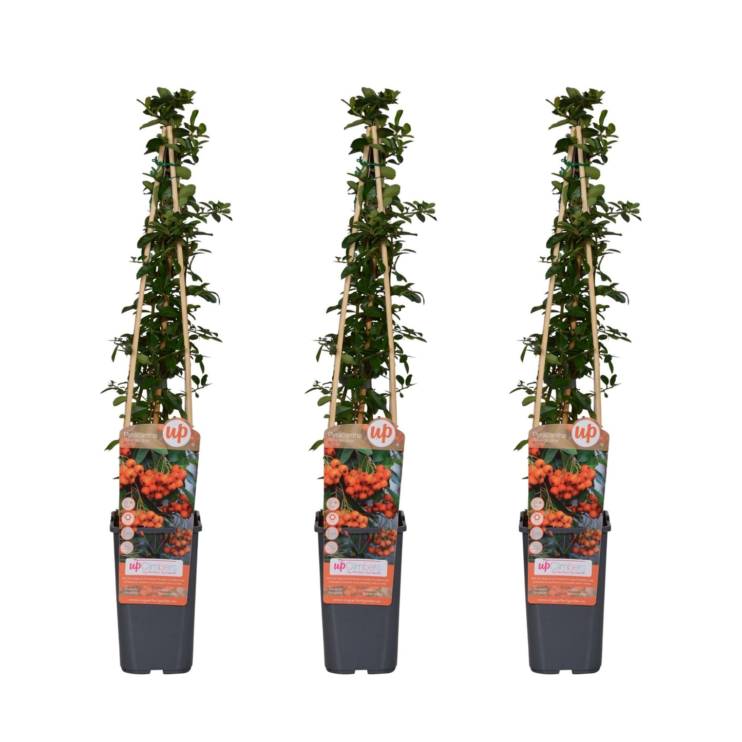 Feuerdorn Pyracantha 'Orange Glow' – Kletterstrauch – Ø15cm – ↨65cm – 3 Pflanzen – Frosthart, immergrün, leuchtend orange Beeren