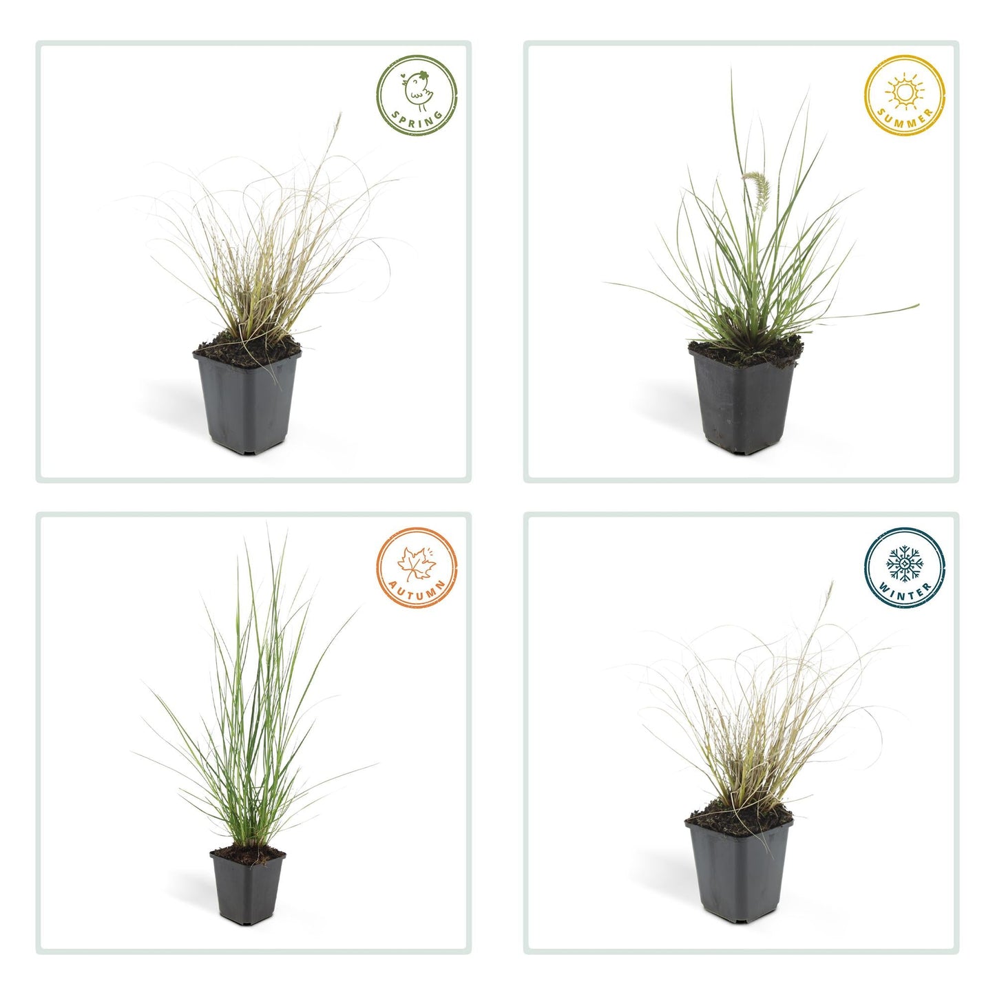 Pennisetum alopecuroides 'Hameln' – 48 Pflanzen – ↕10-25cm – Ø9cm – Ziergras mit cremigen Blütenähren – Winterhart & pflegeleicht