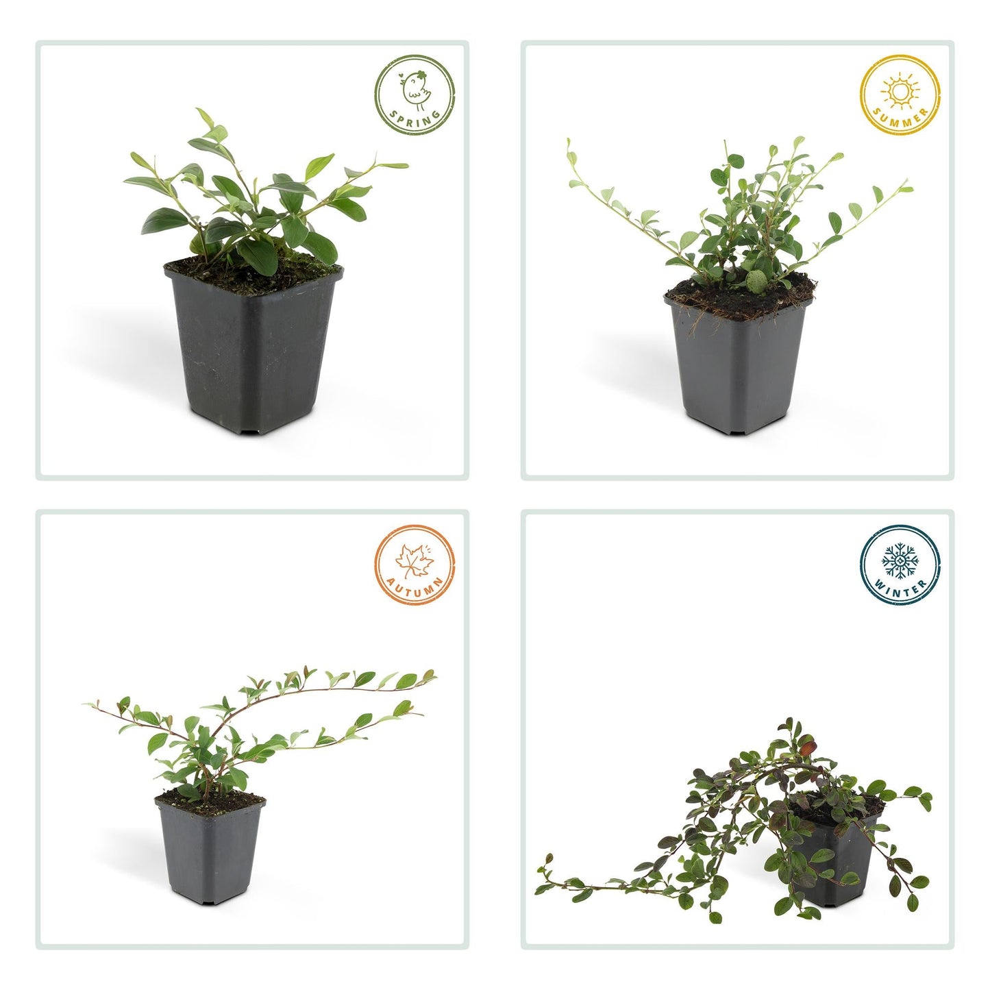 Cotoneaster dammeri – Winterharter Bodendecker mit weißen Blüten & roten Beeren – 24 Pflanzen –↕10–25cm – Ø9cm – Pflegeleicht & flächendeckend