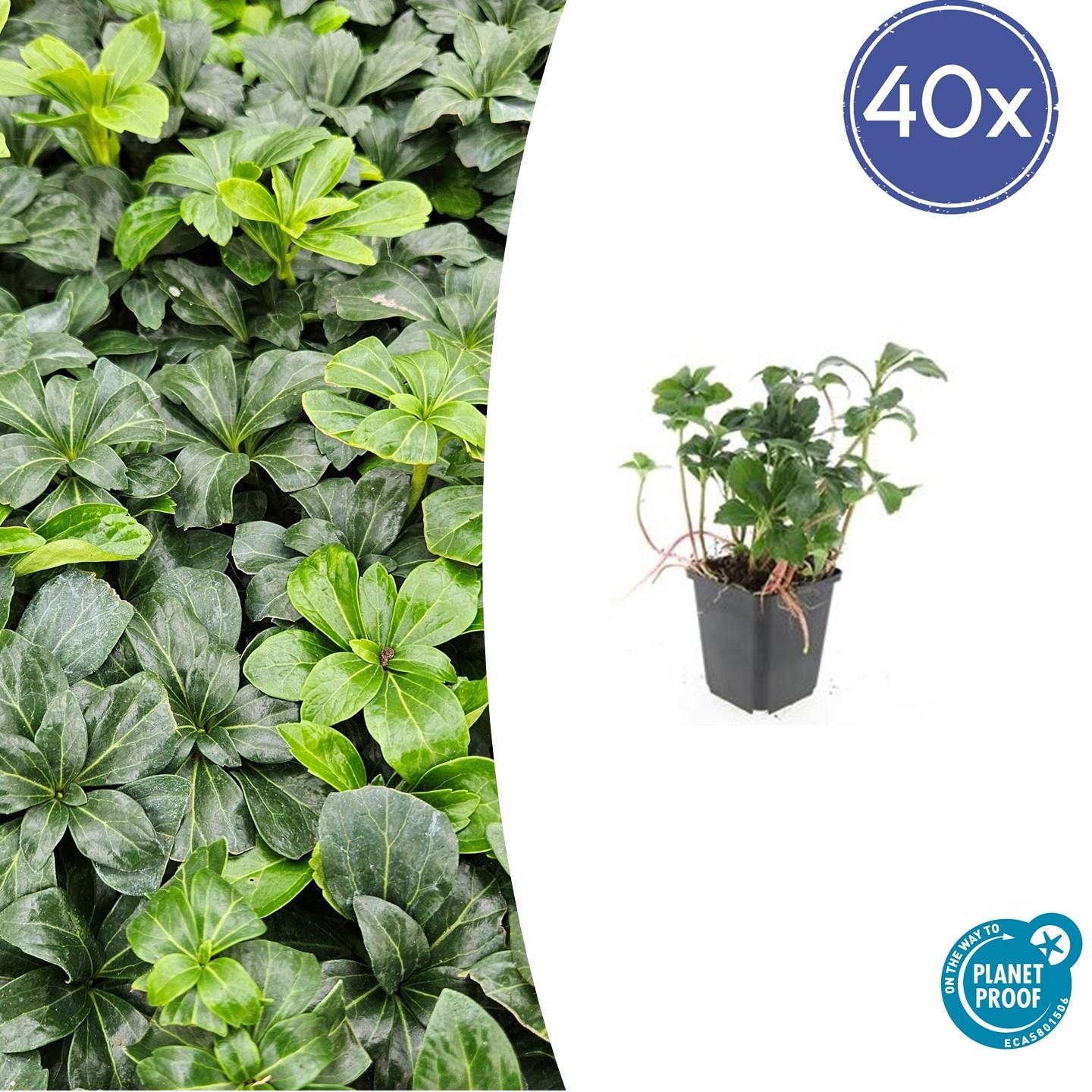 Schattengrün Pachysandra terminalis 'Green Sheen' – ↕10-25cm – Ø9cm – 40 Pflanzen – Immergrüner Bodendecker – Pflegeleicht & Winterhart – Ideal für Schatten