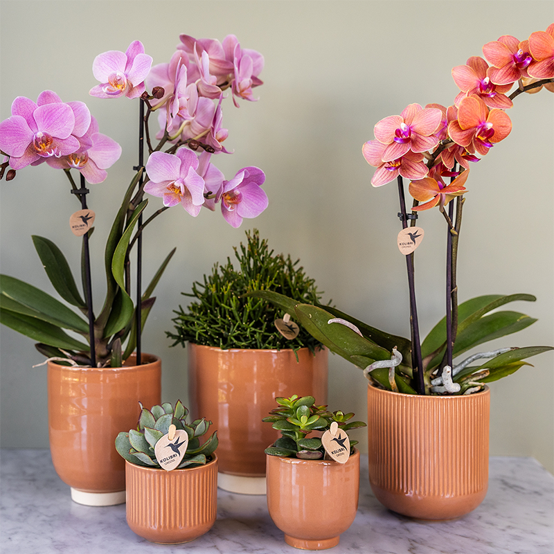 Kolibri Orchids | KOMBI-ANGEBOT mit 2 Phalaenopsis-Orchideen - Treviso - Topfgröße Ø9cm | Blühende Zimmerpflanze - Frisch vom Züchter