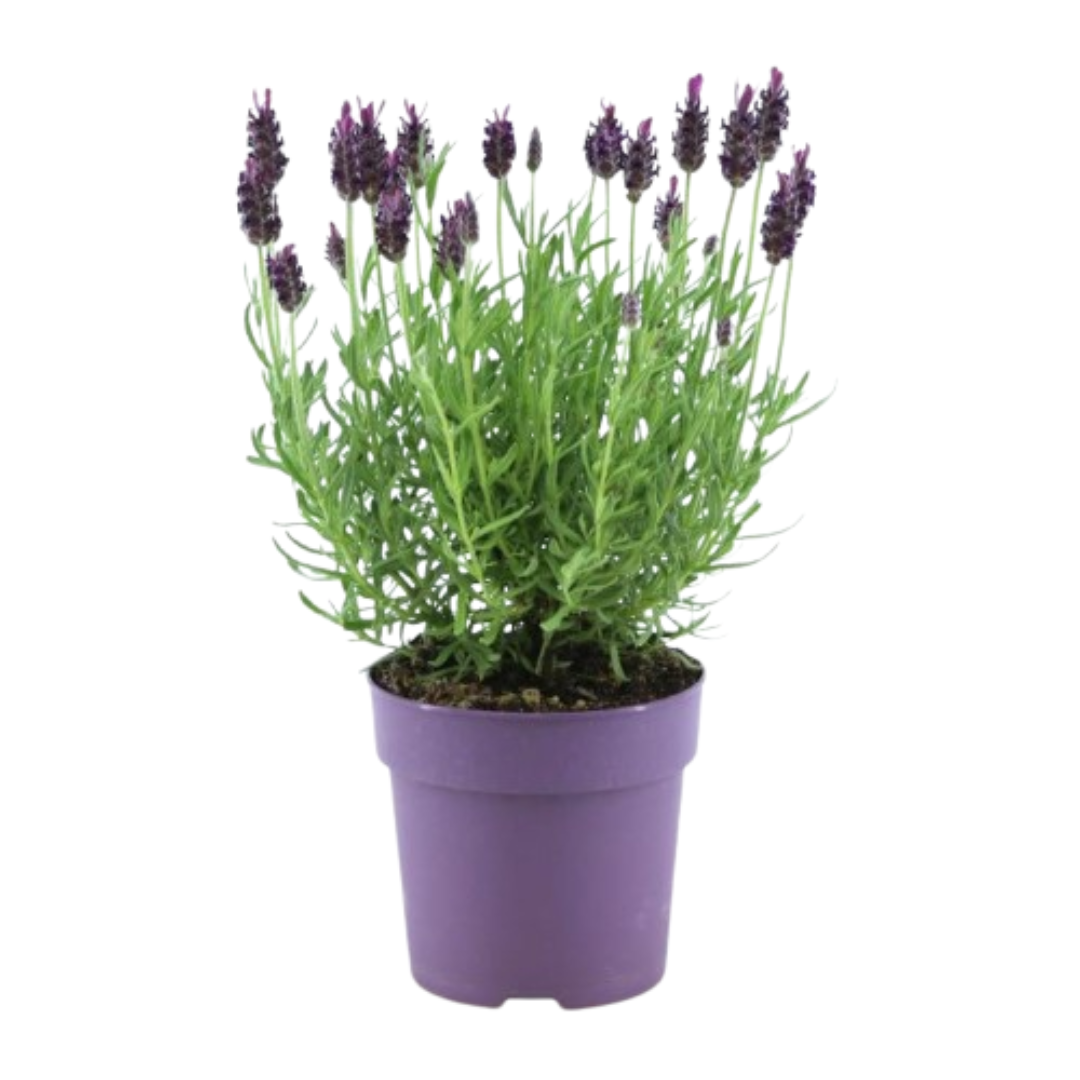 Französischer Lavendel – Lavandula stoechas Anouk – 12 cm – 6 Pflanzen – Duftend & Immergrün – Für Garten, Balkon & Terrasse – Winterhart
