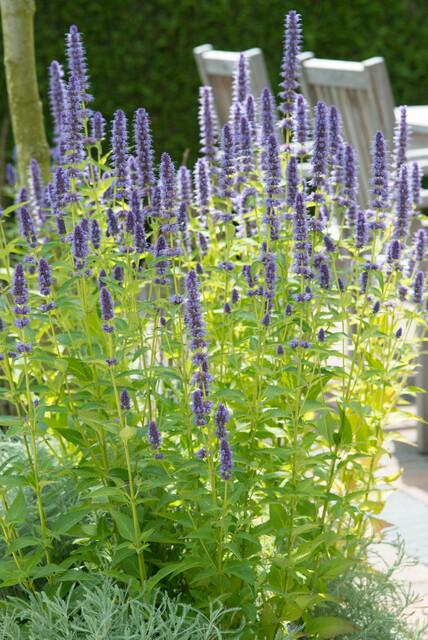 Asiatische Duftnessel – Agastache 'Black Adder' – 60 Pflanzen – Dunkelviolette Blüten & aromatisches Laub – Bienenfreundlich, winterhart & pflegeleicht – Höhe 10-25cm