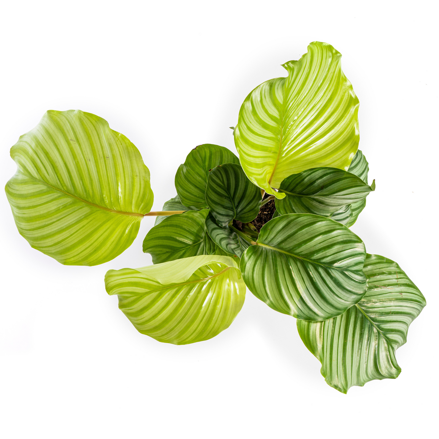 Korbmarante Calathea Orbifolia – Ø17 cm – ca. 40–50 cm hoch – Zimmerpflanze mit großen, silbrig-grünen Blättern – Für Wohnzimmer & Büro