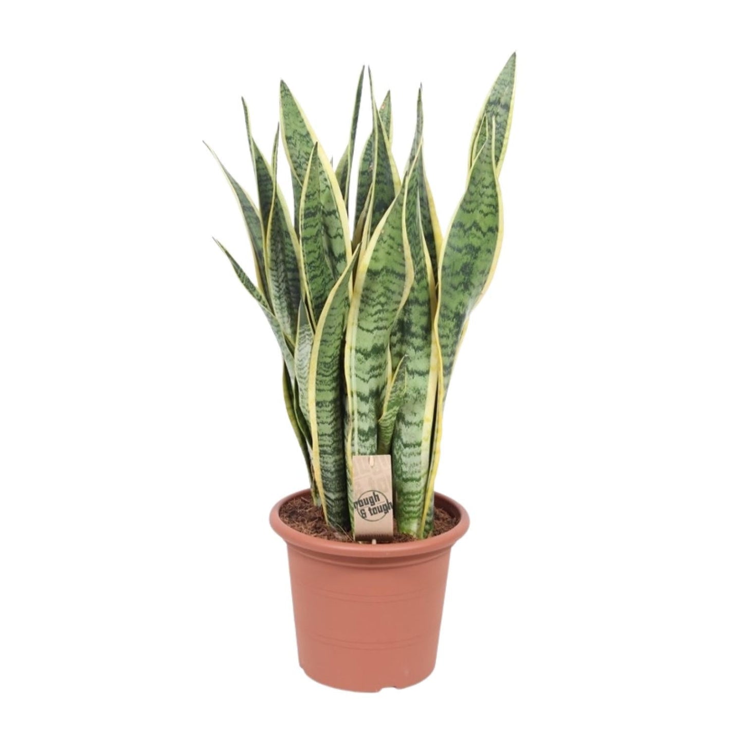 Bogenhanf - Sansevieria Trifasciata Laurentii - Zimmerpflanze - Ø25cm - ↕85cm