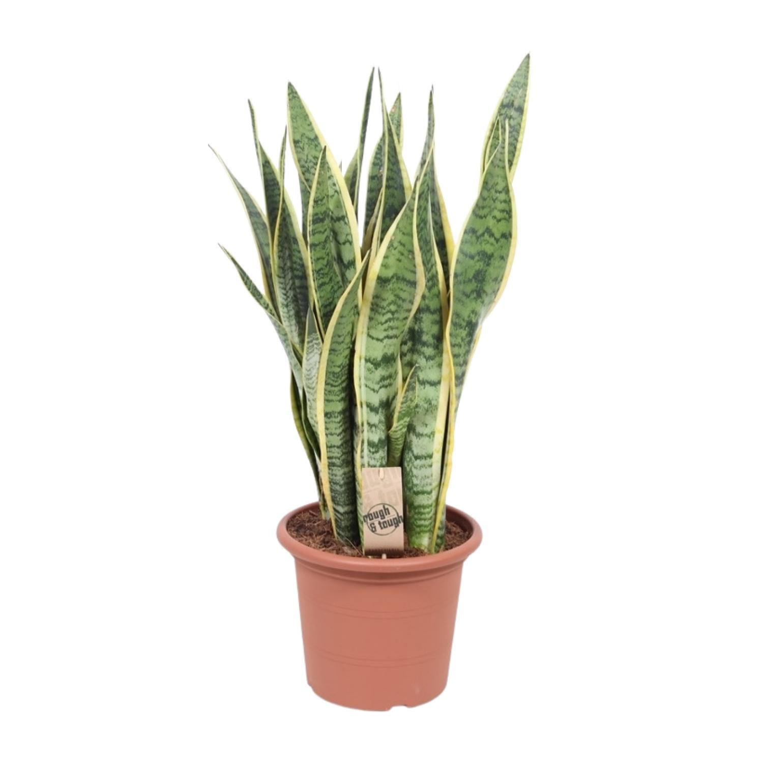 Bogenhanf - Sansevieria Trifasciata Laurentii - Zimmerpflanze - Ø25cm - ↕85cm