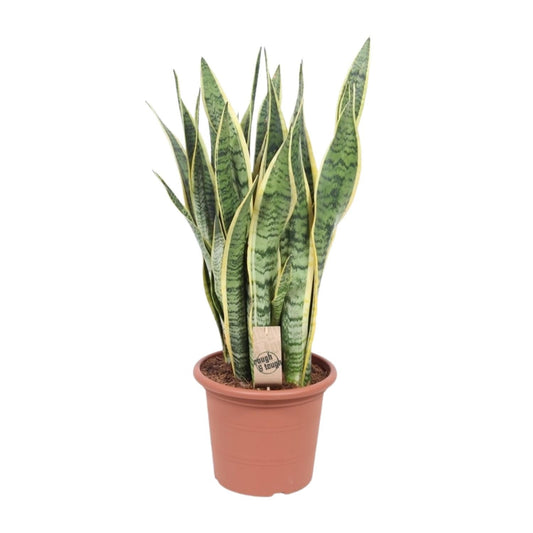 Bogenhanf - Sansevieria Trifasciata Laurentii - Zimmerpflanze - Ø25cm - ↕85cm