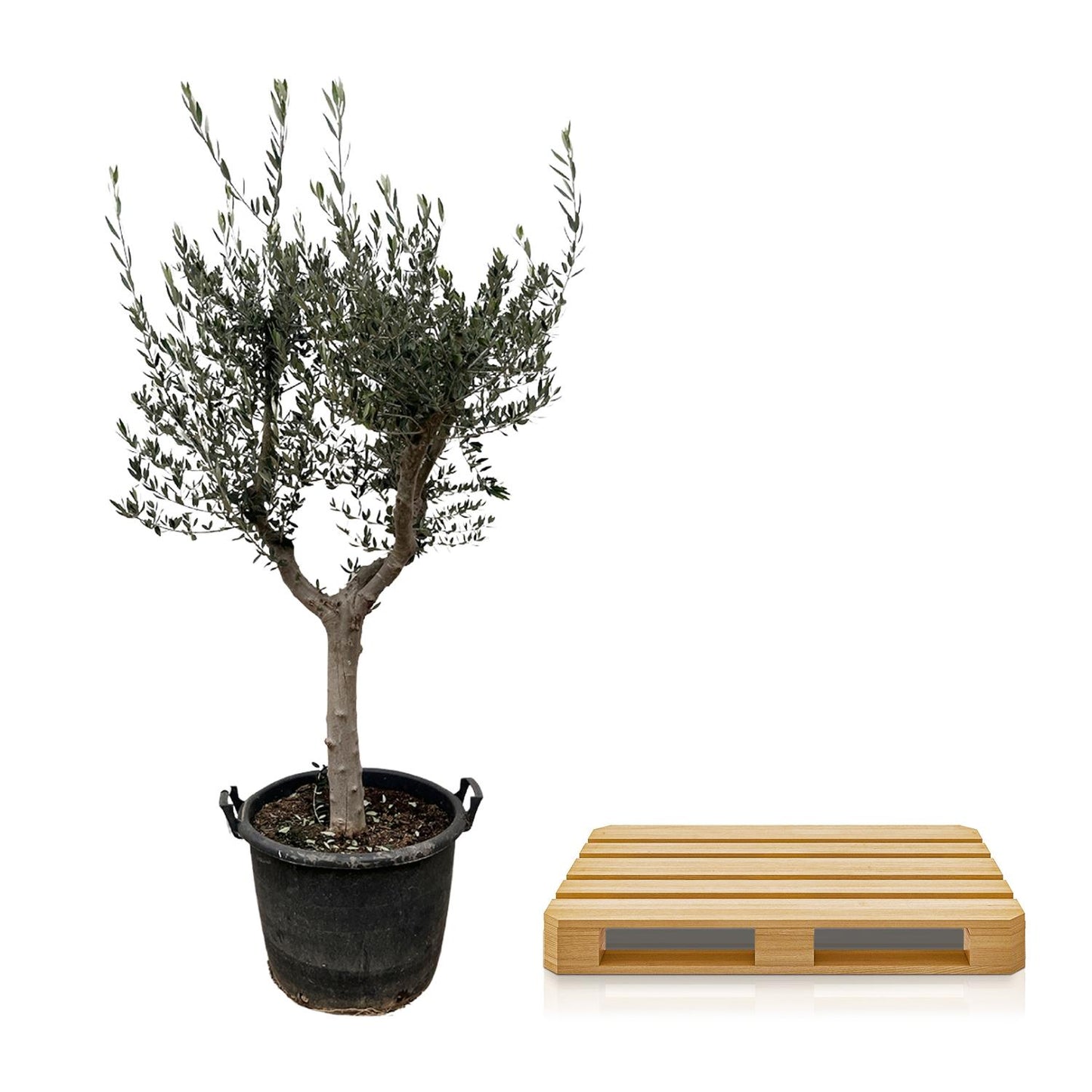 Olivenbaum - Olea Europaea Cultivo - 220cm - Ø40cm