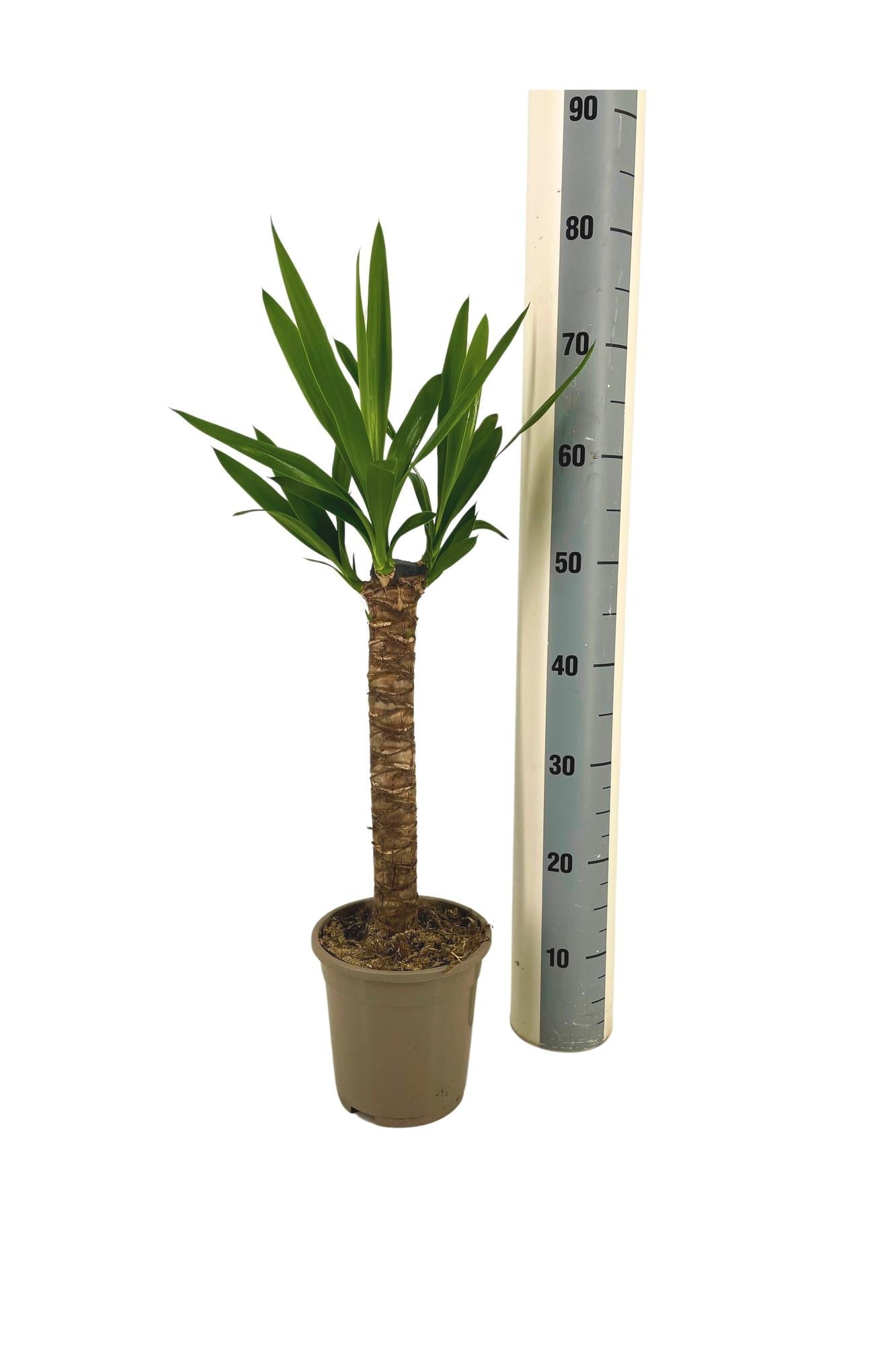 Riesen-Palmlilie Yucca Elephantipes Zimmerpflanze Ø17cm – ↑60-80cm – Robuste Yucca mit tropischem Look – Wenig Wasserbedarf – Für Wohnräume & Büros