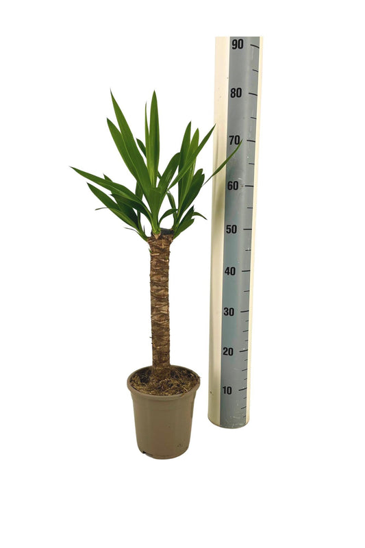 Riesen-Palmlilie Yucca Elephantipes Zimmerpflanze Ø17cm – ↑60-80cm – Robuste Yucca mit tropischem Look – Wenig Wasserbedarf – Für Wohnräume & Büros