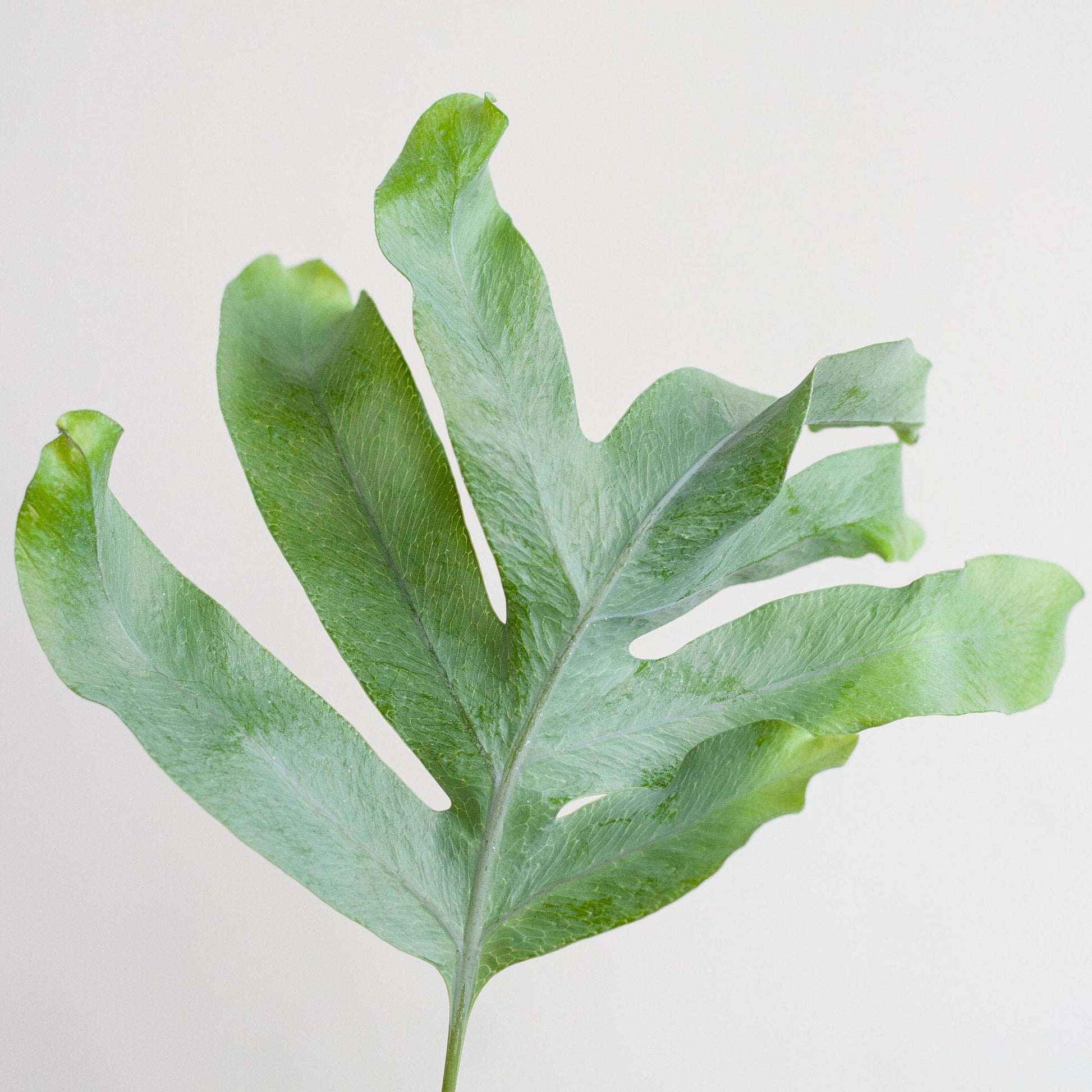 Phlebodium Aureum ‘Blue Star’ – Blauer Tüpfelfarn – Zimmerpflanze inkl. Korb Sofia natur – Höhe 40 cm – Ø17 cm – Pflegeleicht & dekorativ