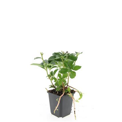Pachysandra terminalis – 48 Pflanzen – ↕10-25cm – Ø9cm – Immergrün – Bodendecker – Schatten – Pflegeleicht – Japanischer Ysander