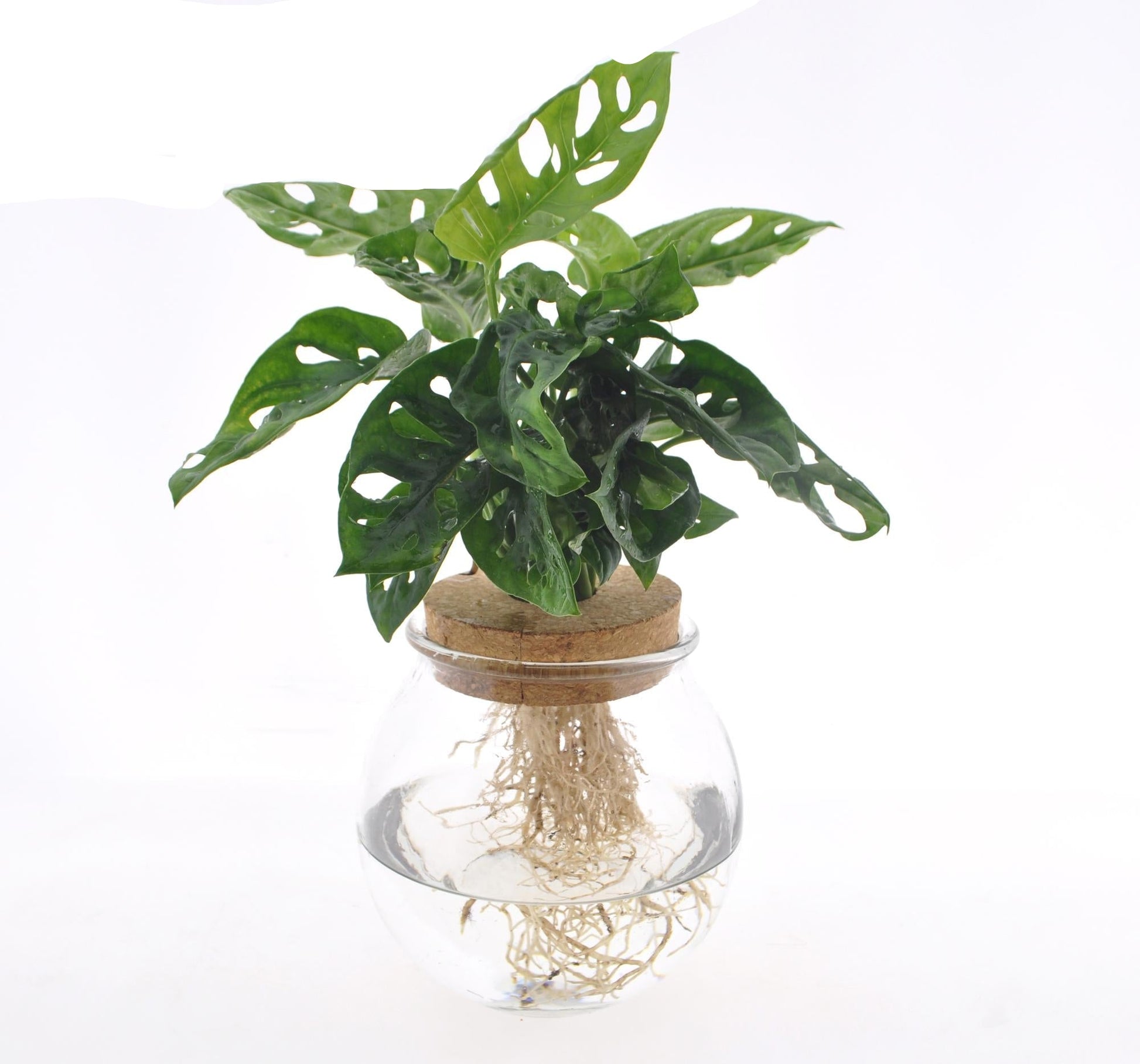 Fensterblatt Monstera adansonii im Bolglas – Zimmerpflanze – Ø12 cm – 25 cm hoch – Hydrokultur im dekorativen Glas – Pflegeleicht & modern