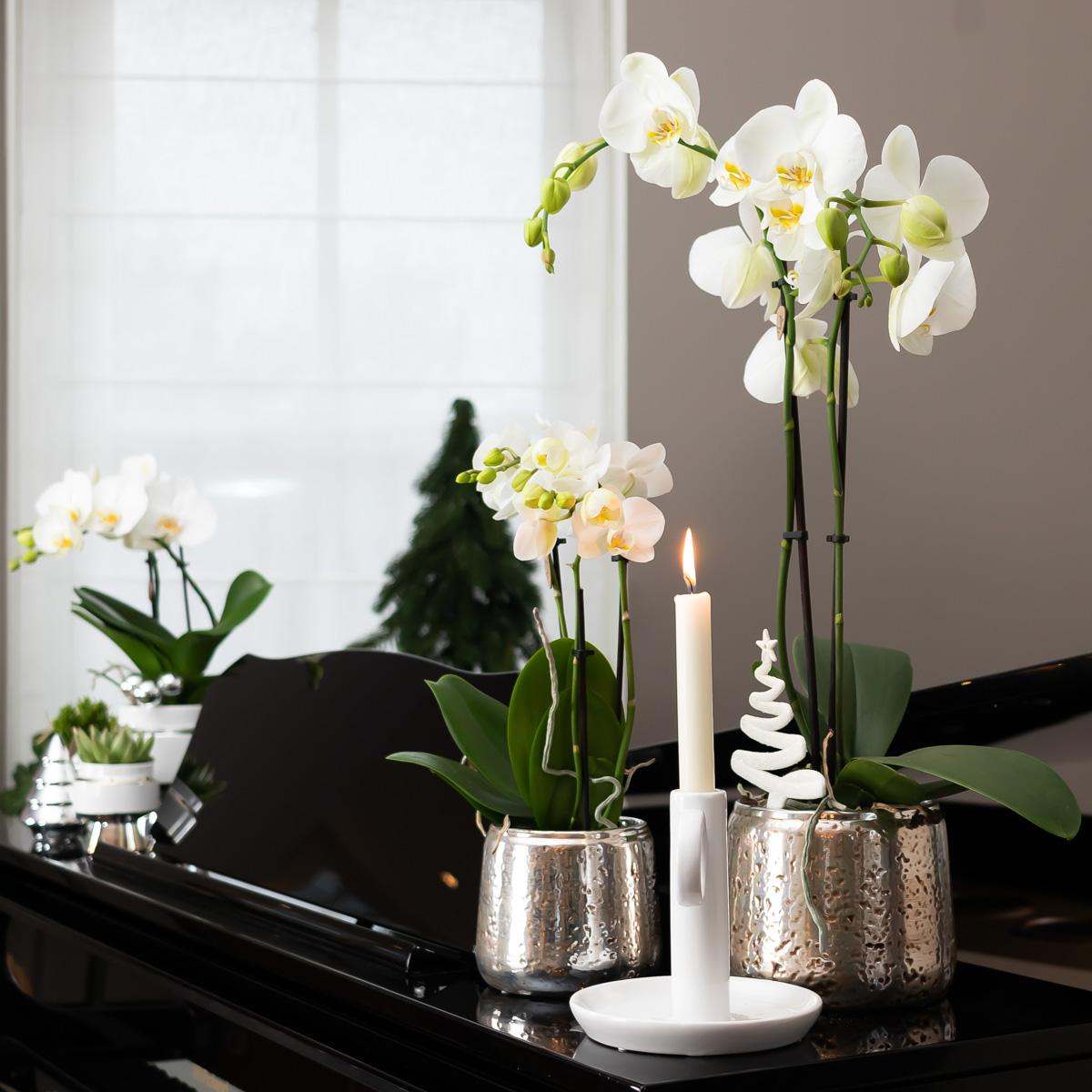 Weiße Phalaenopsis Orchidee Amabilis – 2-3 Zweige – Luxus-Ziertopf Silber Ø9cm – Höhe 40cm – Blühende Zimmerpflanze – Frisch vom Züchter