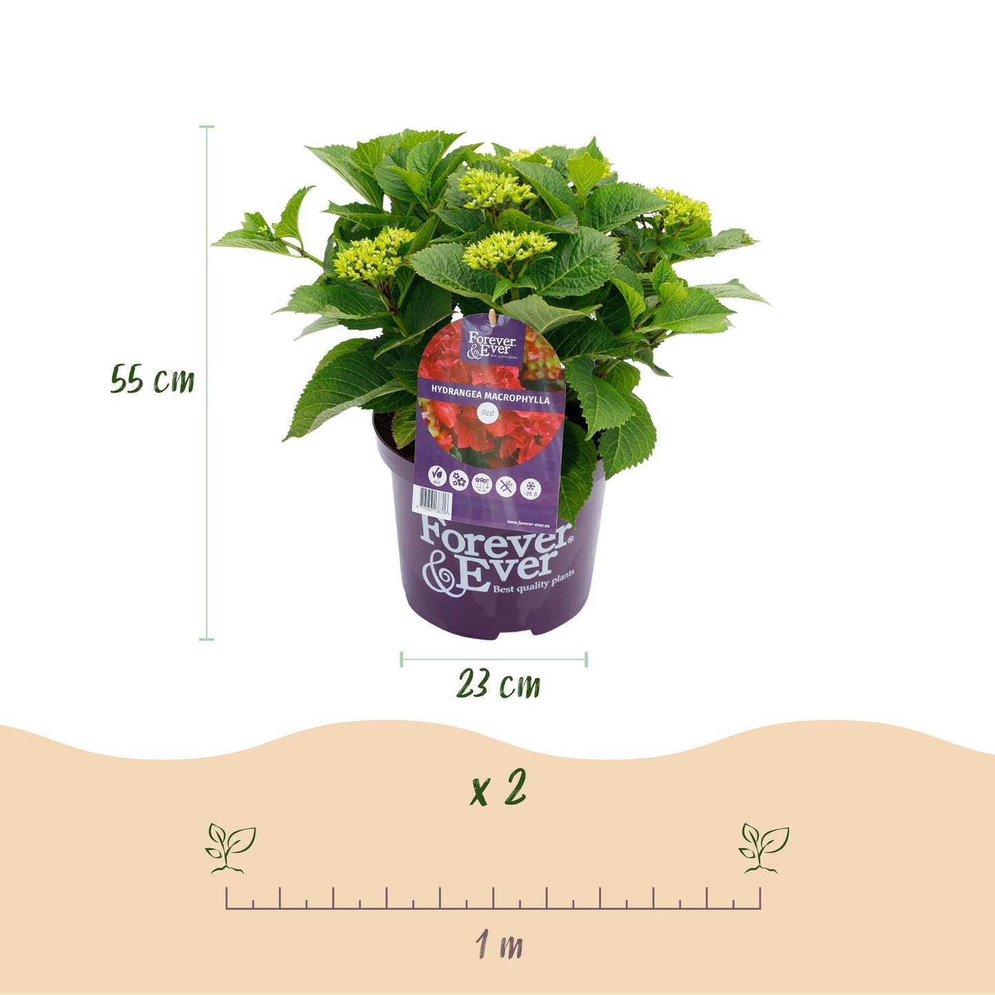 Hortensie Forever & Ever – Hydrangea macrophylla – Rot – Balkonpflanze – 7–12 Blüten – Im 23 cm Topf – Ca. 55 cm hoch – Für Terrasse, Balkon & Beet – Langanhaltende Blüte – Pflegeleicht