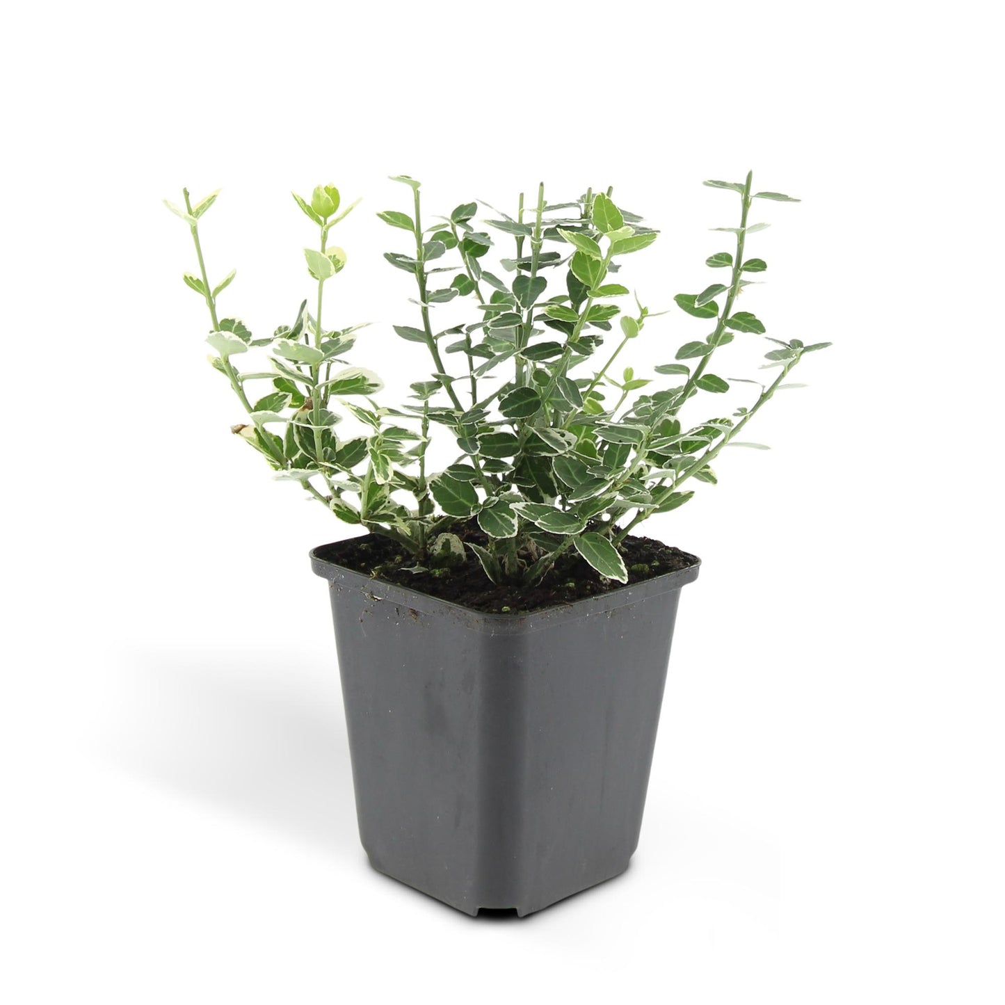Euonymus fortunei 'Emerald Gaiety' – Immergrüner Zierstrauch mit silberbunten Blättern – 24 Pflanzen – ↕10–25cm – Ø9cm – Pflegeleicht & winterhart – Für Hecken, Beete & als Bodendecker