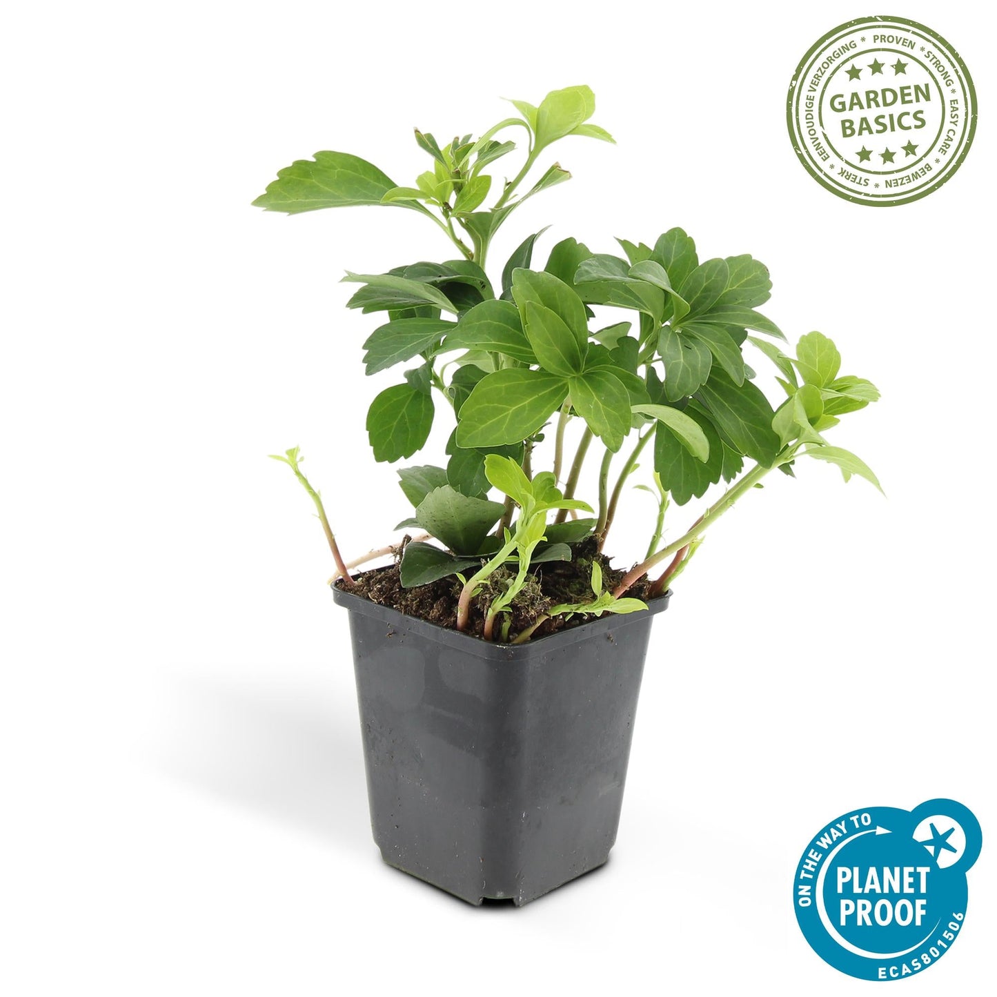 Pachysandra terminalis 'Green Carpet' – immergrüner Bodendecker – 48 Pflanzen – weiße Blüten – Ø9cm – ↕10–25cm – schattenverträglich – pflegeleicht – unkrautunterdrückend