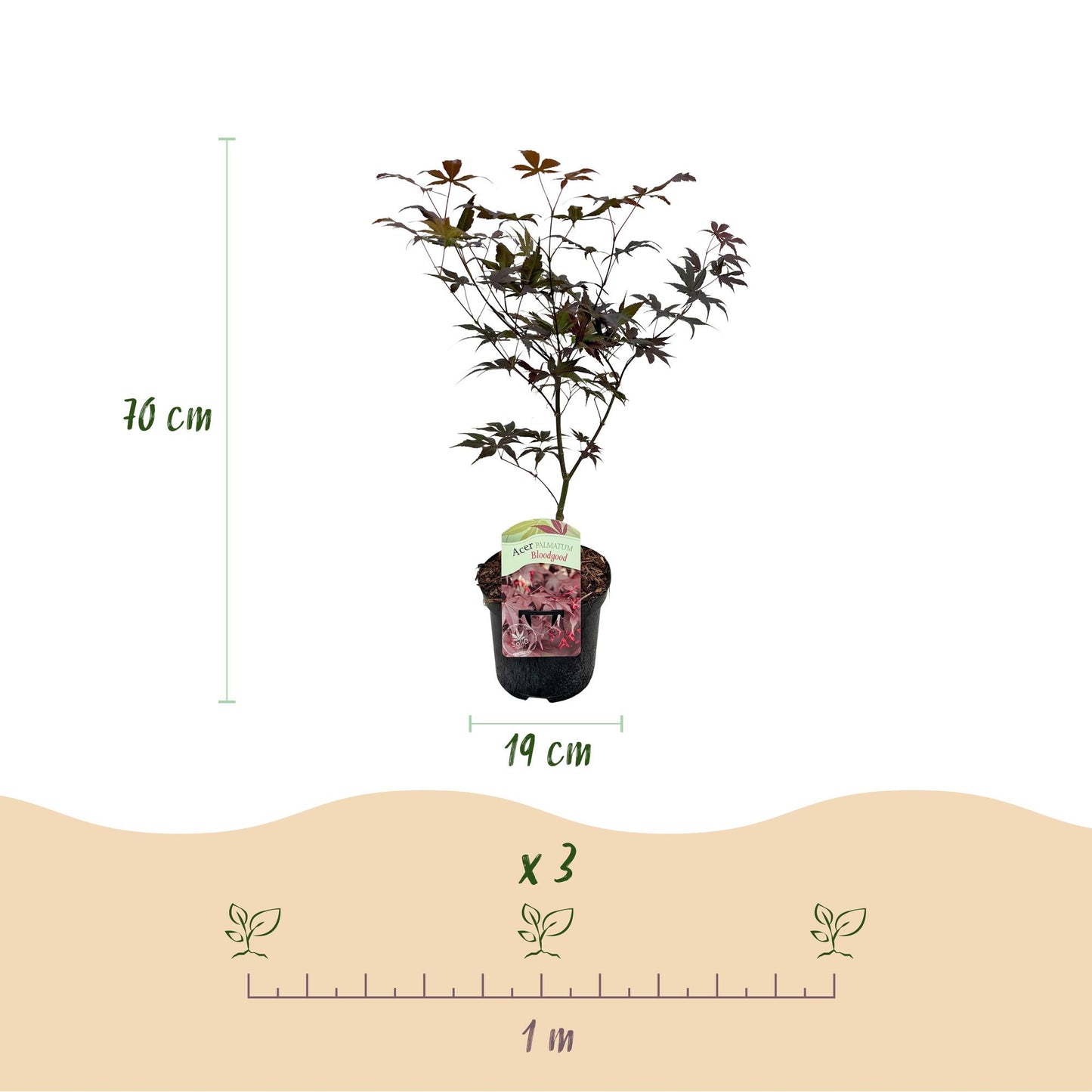 Japanischer Ahorn Acer palmatum Bloodgood – Rot – 2 Pflanzen – Laubabwerfender Zierbaum – Im 19 cm Topf – Ca. 70 cm hoch – Für Balkon, Terrasse & Beet – Auffällige rote Blätter – Pflegeleicht & elegant