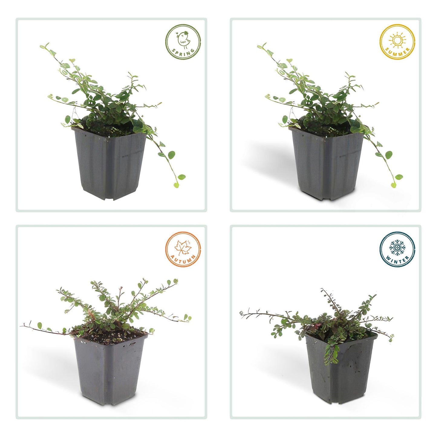Cotoneaster prostratus 'Streib’s Findling' – 48 Pflanzen – Bodendecker – Ø9cm x ↕10–25cm – Immergrün – Weiße Blüten & rote Beeren – Für Sonne & Schatten – Pflegeleicht
