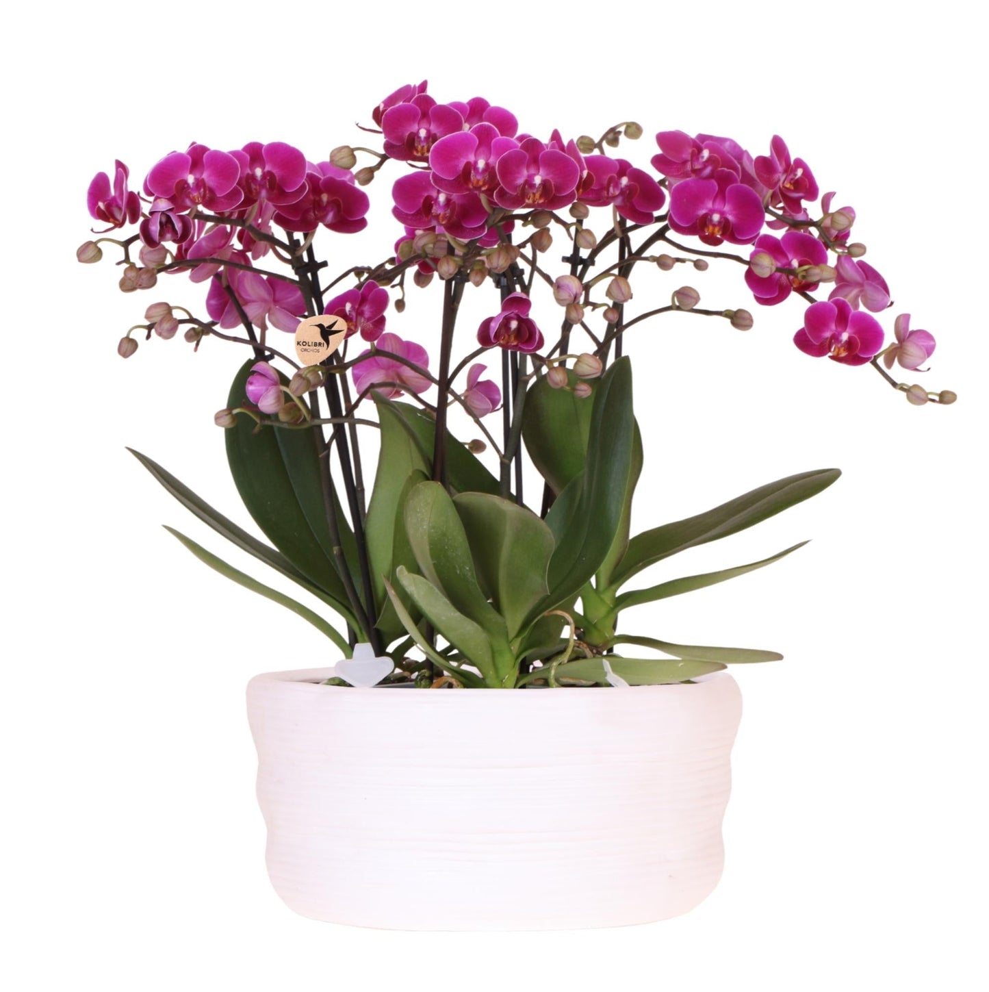 Kolibri Orchids | Lila Orchideenset in Como-Schale inkl. Wasserreservoir | Drei Lila Morelia-Orchideen 9cm | Mono-Bouquet Lila mit Selbstbewässerungssystem