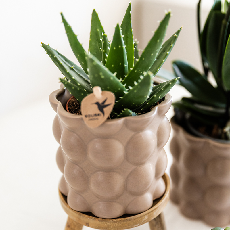 Kolibri Orchids | Pflanzenset Cotton Sand | Grüne Pflanzen mit Weißer Phalaenopsis-Orchidee Ghent in Keramischen Ziertöpfen