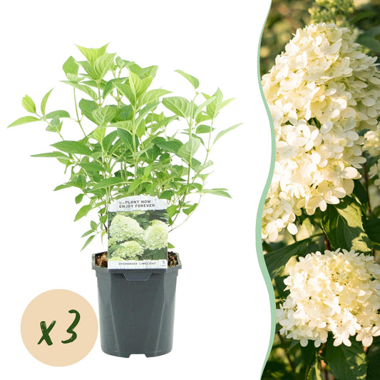 Rispenhortensie – Hydrangea panniculata Limelight – Blüte Limonengrün-Cremeweiß – 3 Pflanzen für 1m² – Laubabwerfend – Große Blüten – 17cm – Höhe ca. 50cm