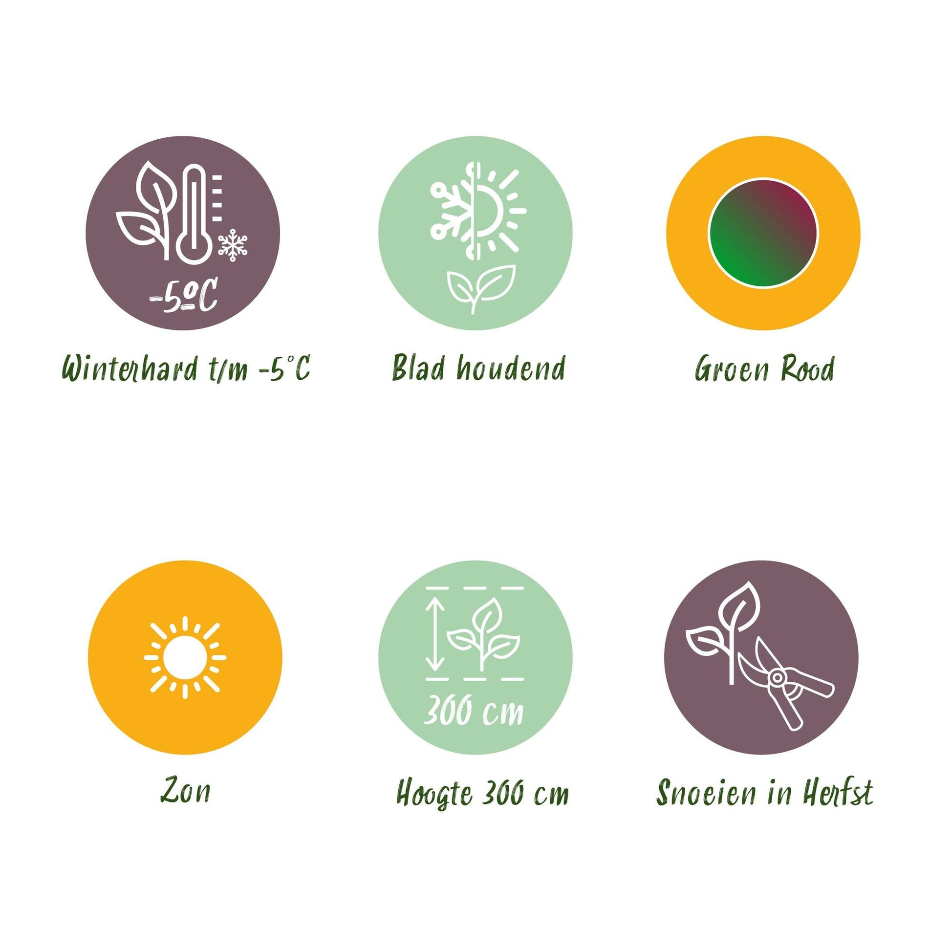 Bananenpflanze Musa sikkimensis Red Tiger – 2 Pflanzen – Winterhart – Obstpflanze – Ø17 cm, Höhe ca. 40 cm – Exotische Gartenbanane mit auffälligen rot-grünen Blättern