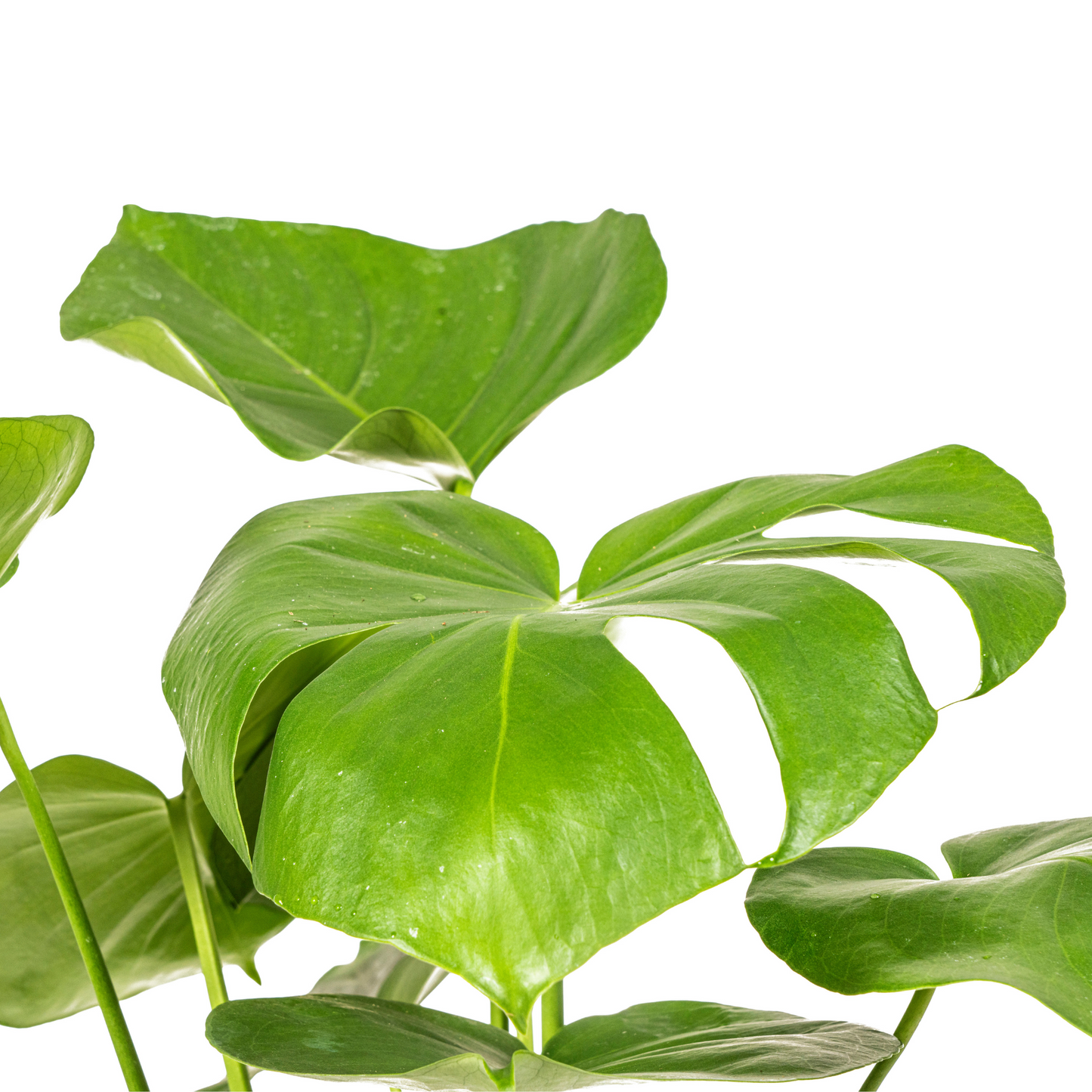 Fensterblatt Monstera Deliciosa Tauerii – Zimmerpflanze – Ø17cm – 50–70cm hoch – üppige, grüne Kletterpflanze