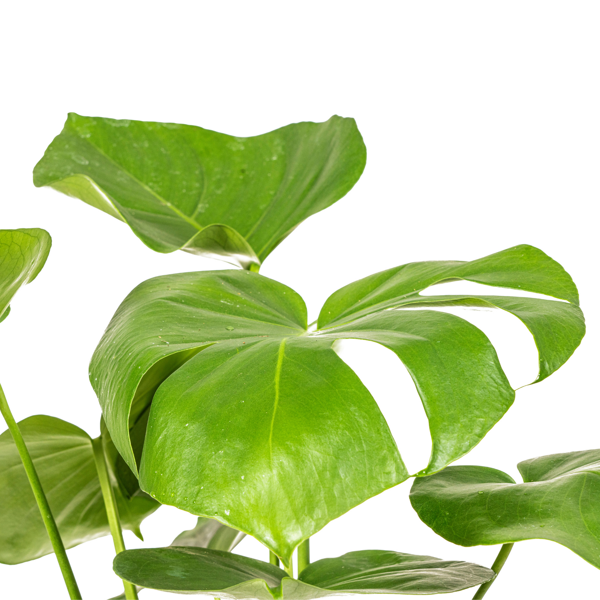 Fensterblatt Monstera Deliciosa Tauerii – Zimmerpflanze – Ø17cm – 50–70cm hoch – üppige, grüne Kletterpflanze