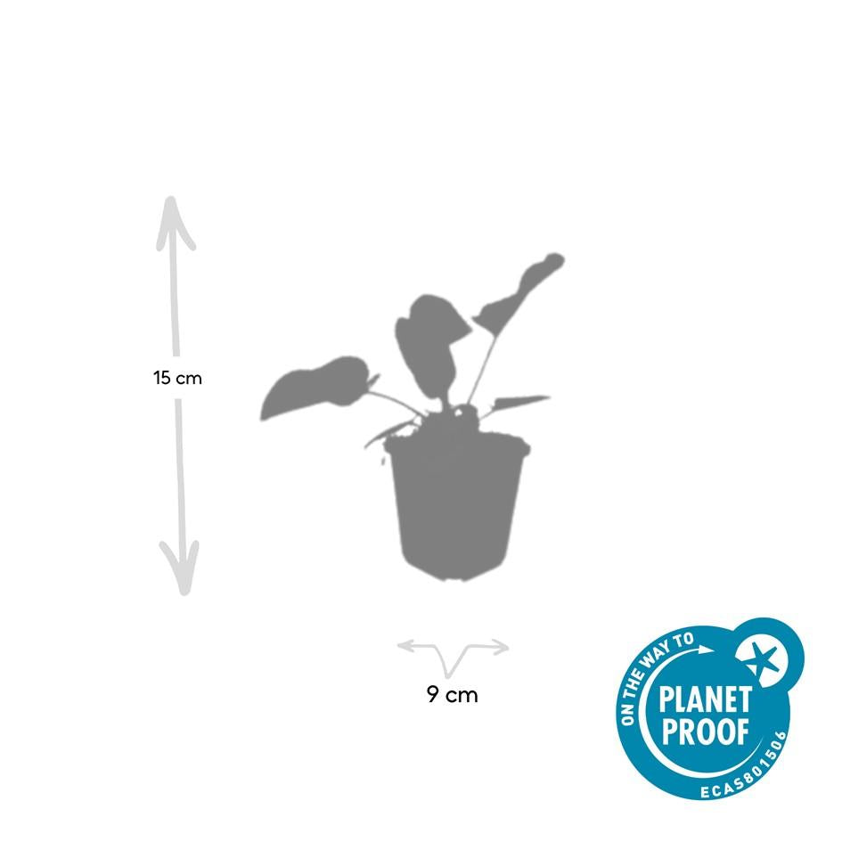 Russel-Brandkraut Phlomis russeliana – ↕10-25cm – Ø9cm – 60 Pflanzen – Staude – Winterhart – Bienenfreundlich – Gelbe Blüten