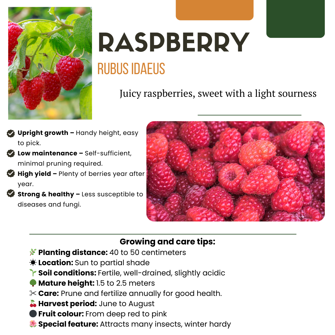 Rubus idaeus – Bio-Himbeere – Ø13cm – ↕20cm – 3 Pflanzen – Biologische Himbeerpflanzen – Für Garten, Balkon & Terrasse