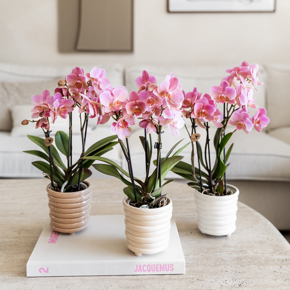 Kolibri Orchids | KOMBI-ANGEBOT mit 4 Phalaenopsis-Orchideen - Treviso - Topfgröße Ø9cm | Blühende Zimmerpflanze - Frisch vom Züchter