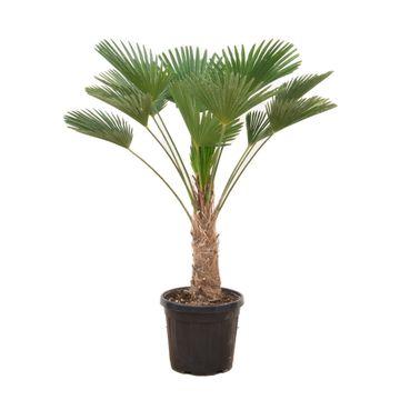 Hanfpalme – Trachycarpus wagnerianus – ca. 130cm – Winterharte Fächerpalme mit kompaktem Wuchs – Für Garten, Terrasse & Innenbereich – Windfest & pflegeleicht