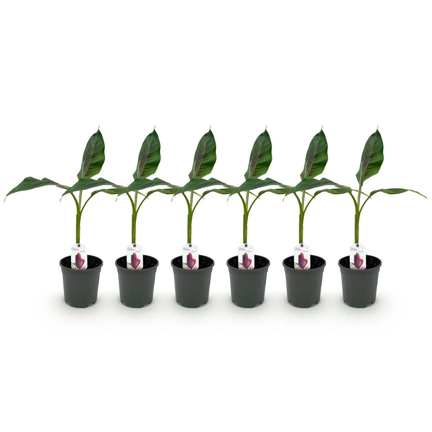 Bananenpflanze Musa sikkimensis Red Tiger – 6 Pflanzen – Winterhart – Obstpflanze – Topf Ø17 cm, Höhe 40 cm – Exotische Gartenbanane mit einzigartiger Farbenpracht