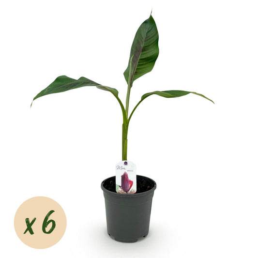 Bananenpflanze Musa sikkimensis Red Tiger – 6 Pflanzen – Winterhart – Obstpflanze – Topf Ø17 cm, Höhe 40 cm – Exotische Gartenbanane mit einzigartiger Farbenpracht