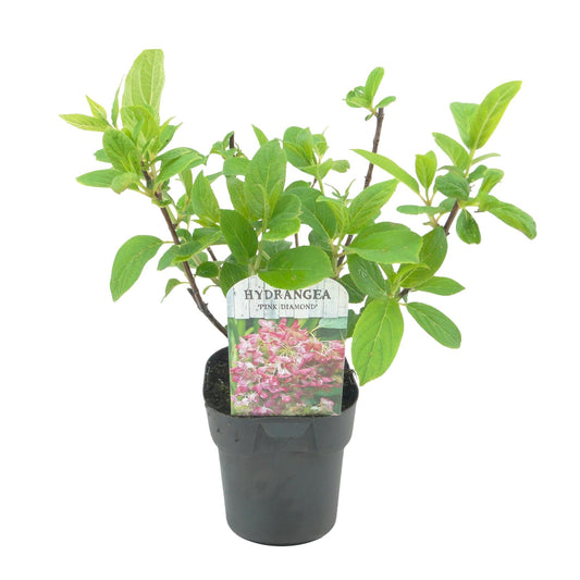 Rispenhortensie – Hydrangea panniculata Pink Diamond – Blüte Weiß-Rosa – 3 Pflanzen für 1m² – Laubabwerfend – Große Blüten – 17cm – Höhe ca. 50cm