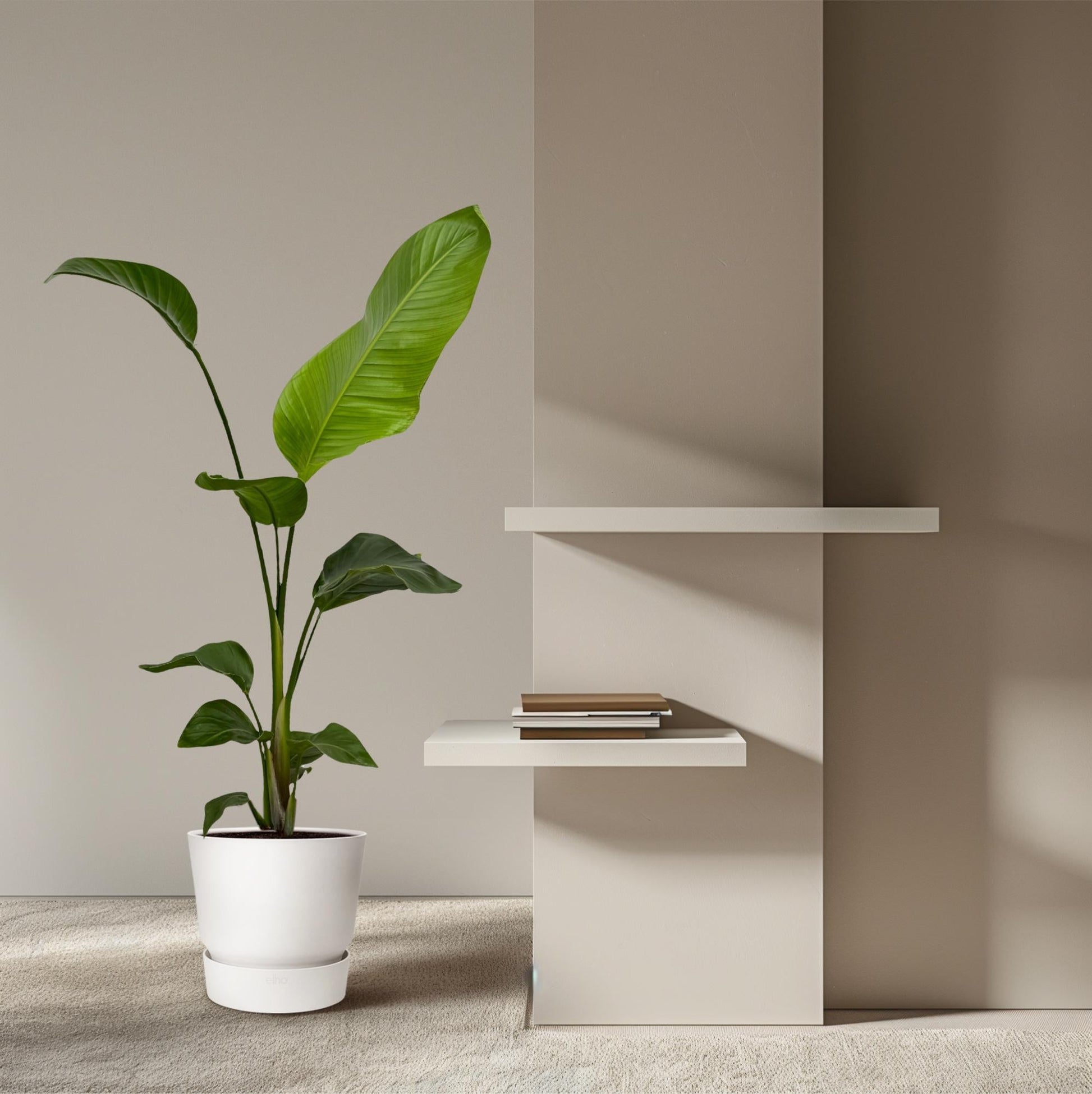 Weißer Paradiesvogel – Strelitzia Nicolai – Zimmerpflanze – Ø17cm – ca. 100 cm hoch – Exotisches Grün für Innenräume - 2 Pflanzen