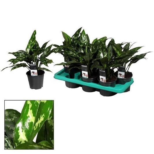 Aglaonema Maria – Zimmerpflanze – Ø14cm – ↕40cm – Elegante Grünpflanze mit gemusterten Blättern – Pflegeleicht & luftreinigend