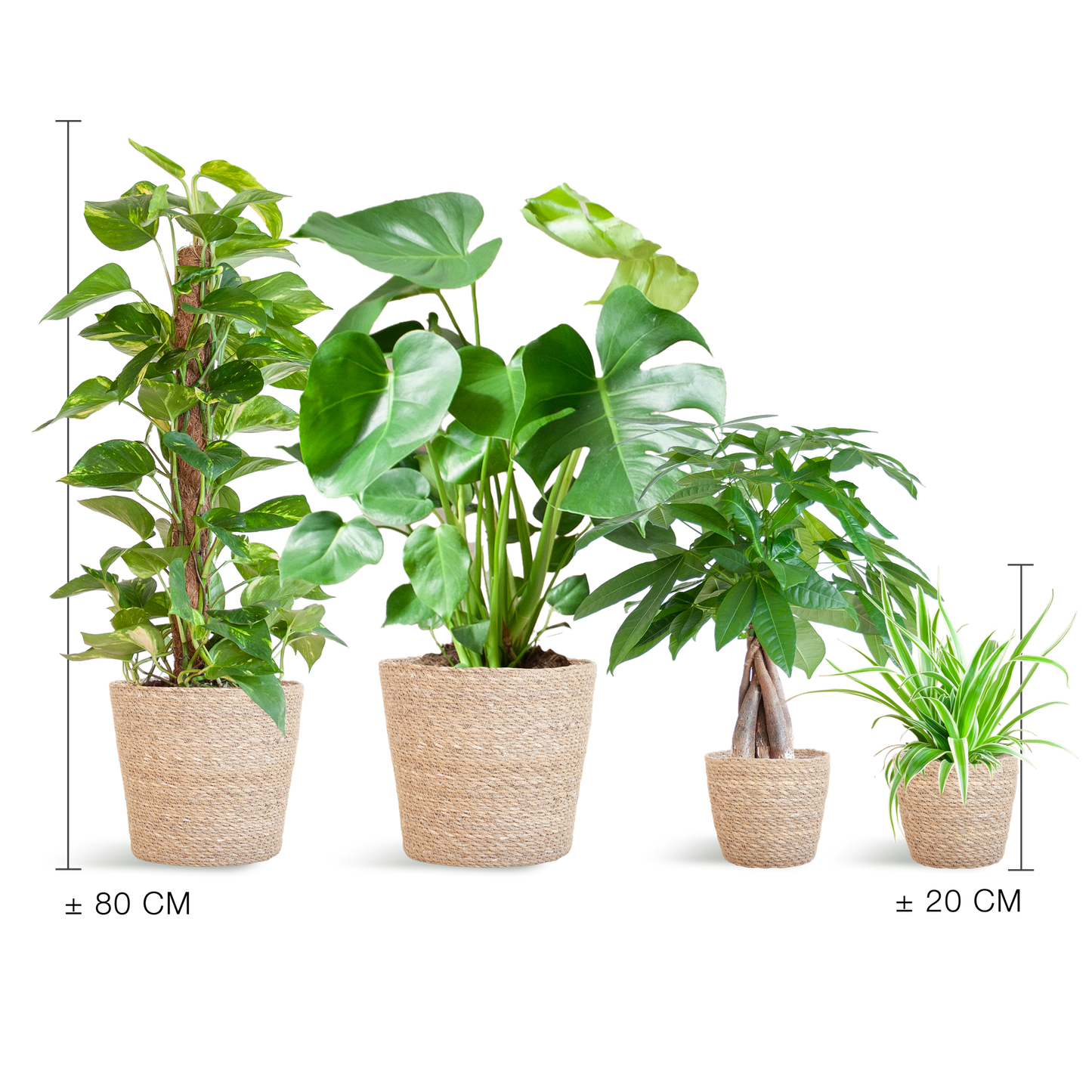 Pflegeleichter Pflanzkasten – medium – Easy Plant Box mit 4 Zimmerpflanzen + Sofia-Korb – wenig Pflege – stilvolle Deko