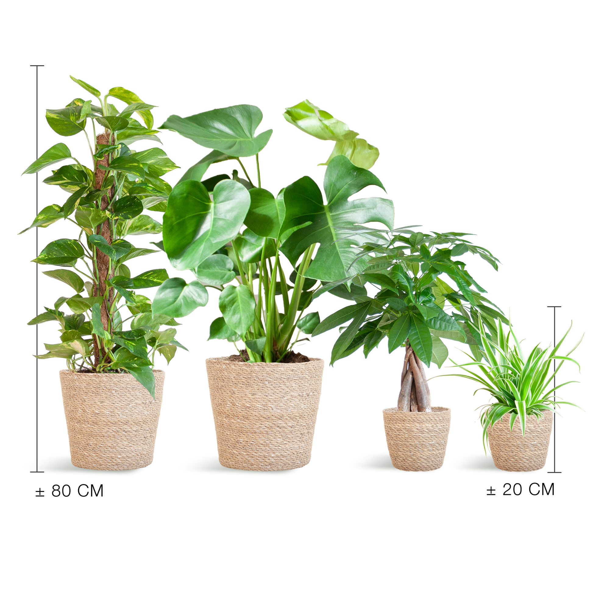 Pflegeleichter Pflanzkasten – medium – Easy Plant Box mit 4 Zimmerpflanzen + Sofia-Korb – wenig Pflege – stilvolle Deko