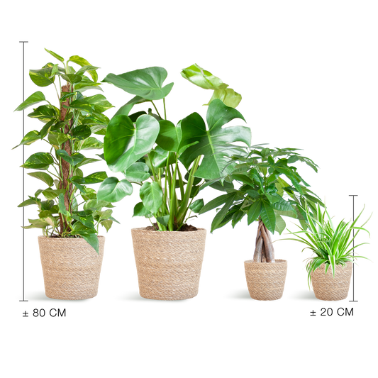 Pflegeleichter Pflanzkasten – medium – Easy Plant Box mit 4 Zimmerpflanzen + Sofia-Korb – wenig Pflege – stilvolle Deko