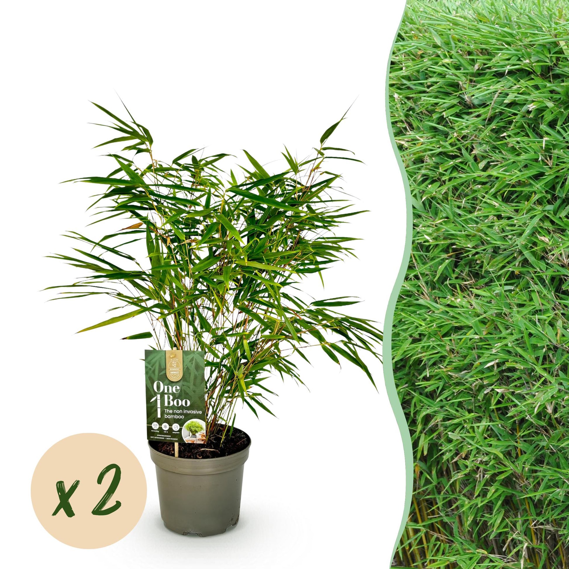 GreenboutiQ - Bambus - Fargesia rufa - Grün - 2 Pflanzen - Immergrün - Nicht Ausbreitend - Topf 17cm Höhe 60cm