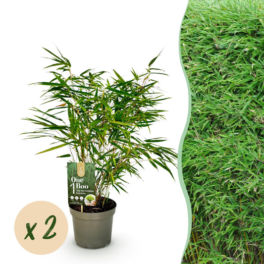 GreenboutiQ - Bambus - Fargesia rufa - Grün - 2 Pflanzen - Immergrün - Nicht Ausbreitend - Topf 17cm Höhe 60cm