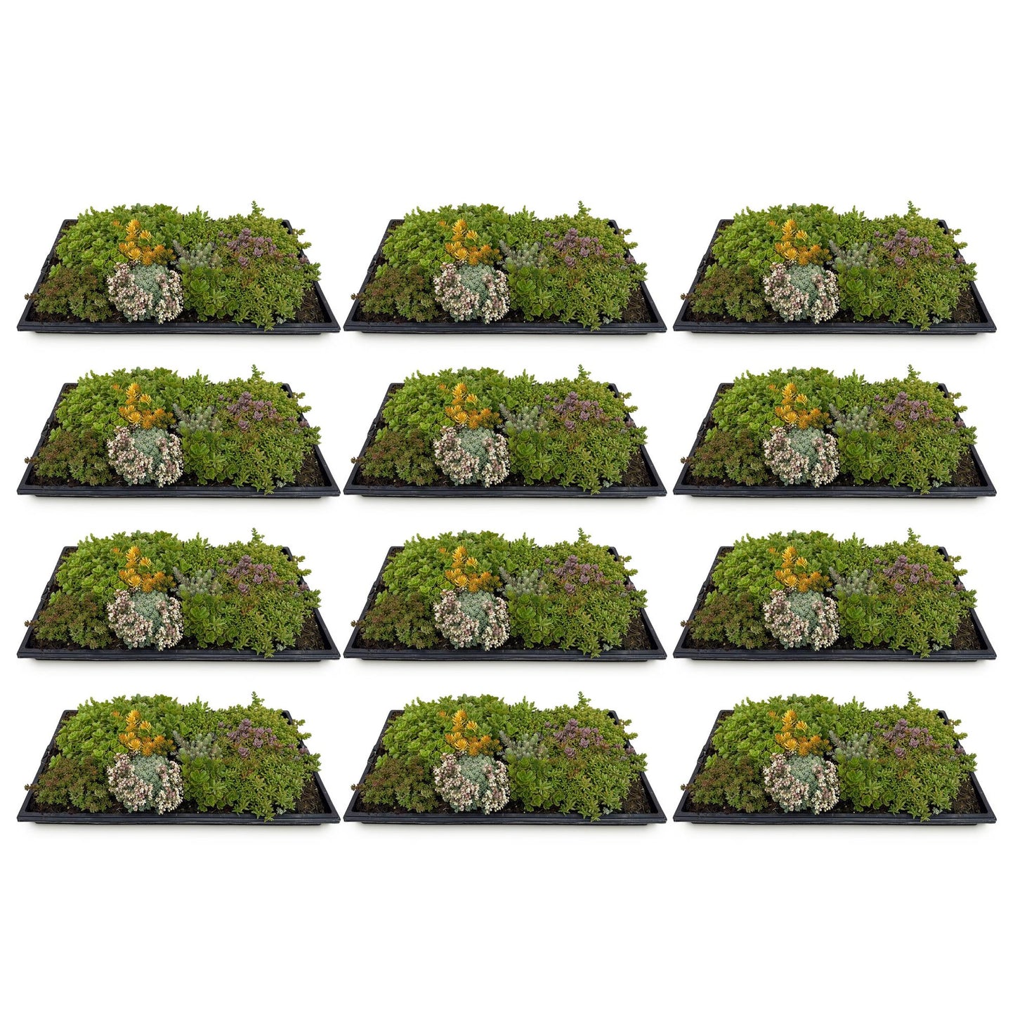 GreenboutiQ - Bodendecker - Winterhart - Sedum Matte - Besteht aus 10 Sorten - X12 - Pflegeleicht - Länge 50cm Breite 30cm