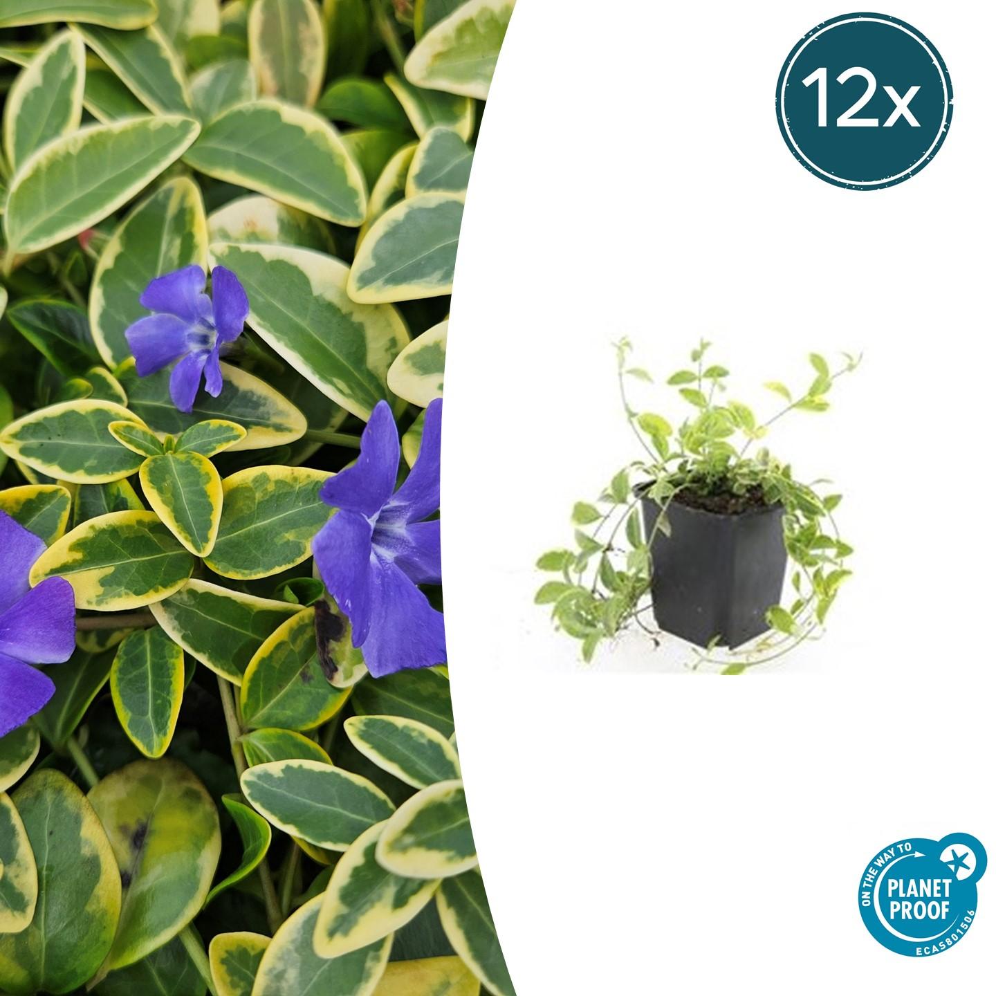 Kleinblättriges Immergrün Vinca minor 'Aureovariegata' – ↕10-25cm – Ø9cm – 12 Pflanzen – Wintergrüner Bodendecker mit goldgerandetem Laub – Violette Blüten – Für Beete & schattige Bereiche – Pflegeleicht & robust