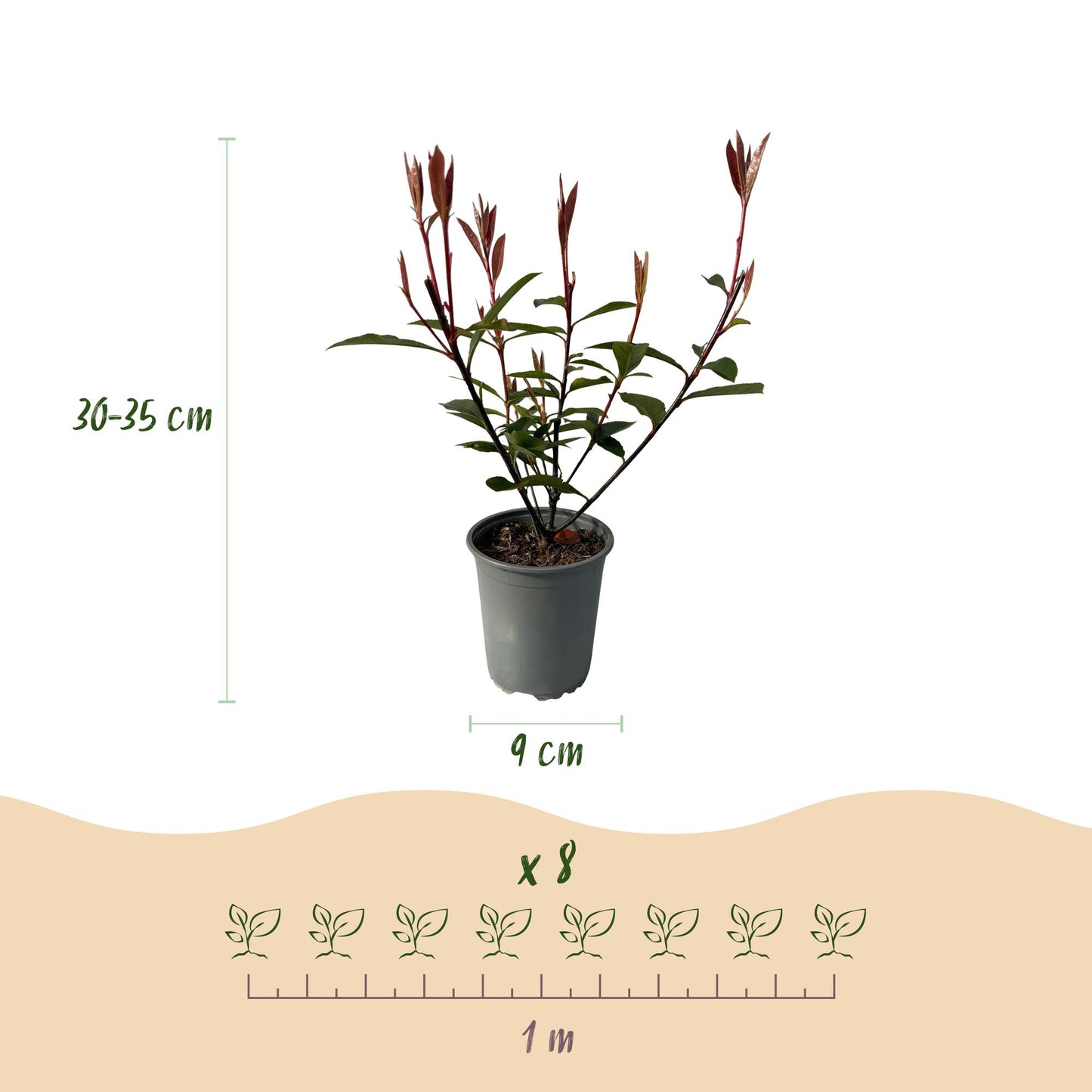 Glanzmispel - Photinia fraseri Carre Rouge - Heckenpflanzen - Rot Grünes Blatt - 8 Pflanzen - 1 laufender Meter - immergrün - Topf 9cm Höhe 30-35cm