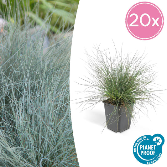 Blau-Schwingel – Festuca glauca 'Elijah Blue' – ↕10-25 cm – Ø9 cm – 20 Pflanzen – Ziergras – Blau-Grau – Pflegeleicht – Sonnentauglich – Steingarten geeignet